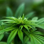 Beneficios y usos de las gotas de cannabis en Colombia